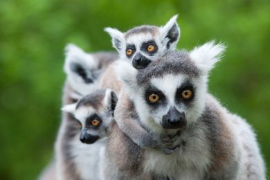 lemuriens zoo de bordeaux
