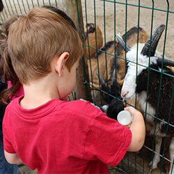 enfant nourrissant des chèvres à la ferme pédagogique