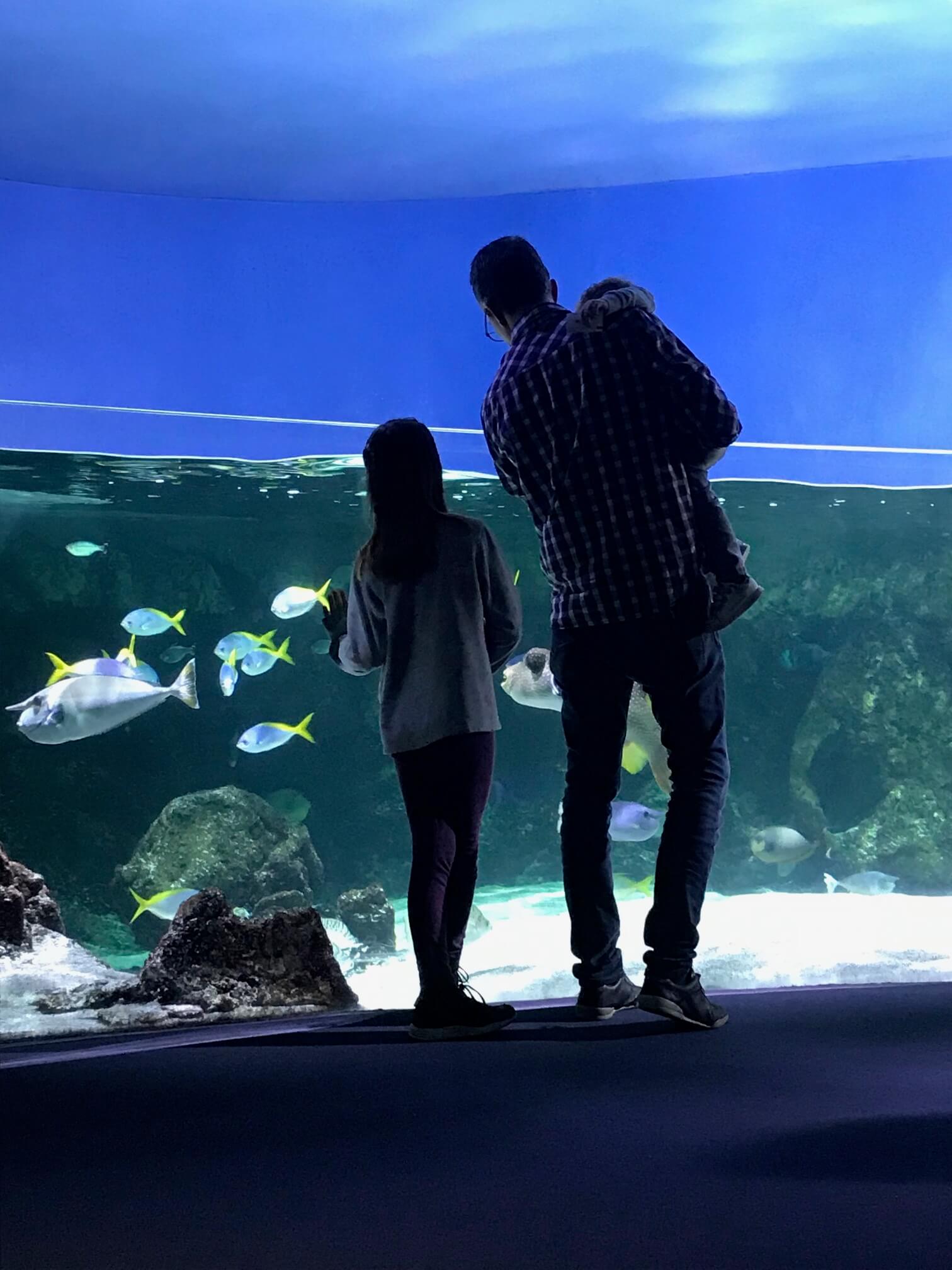 famille aquarium