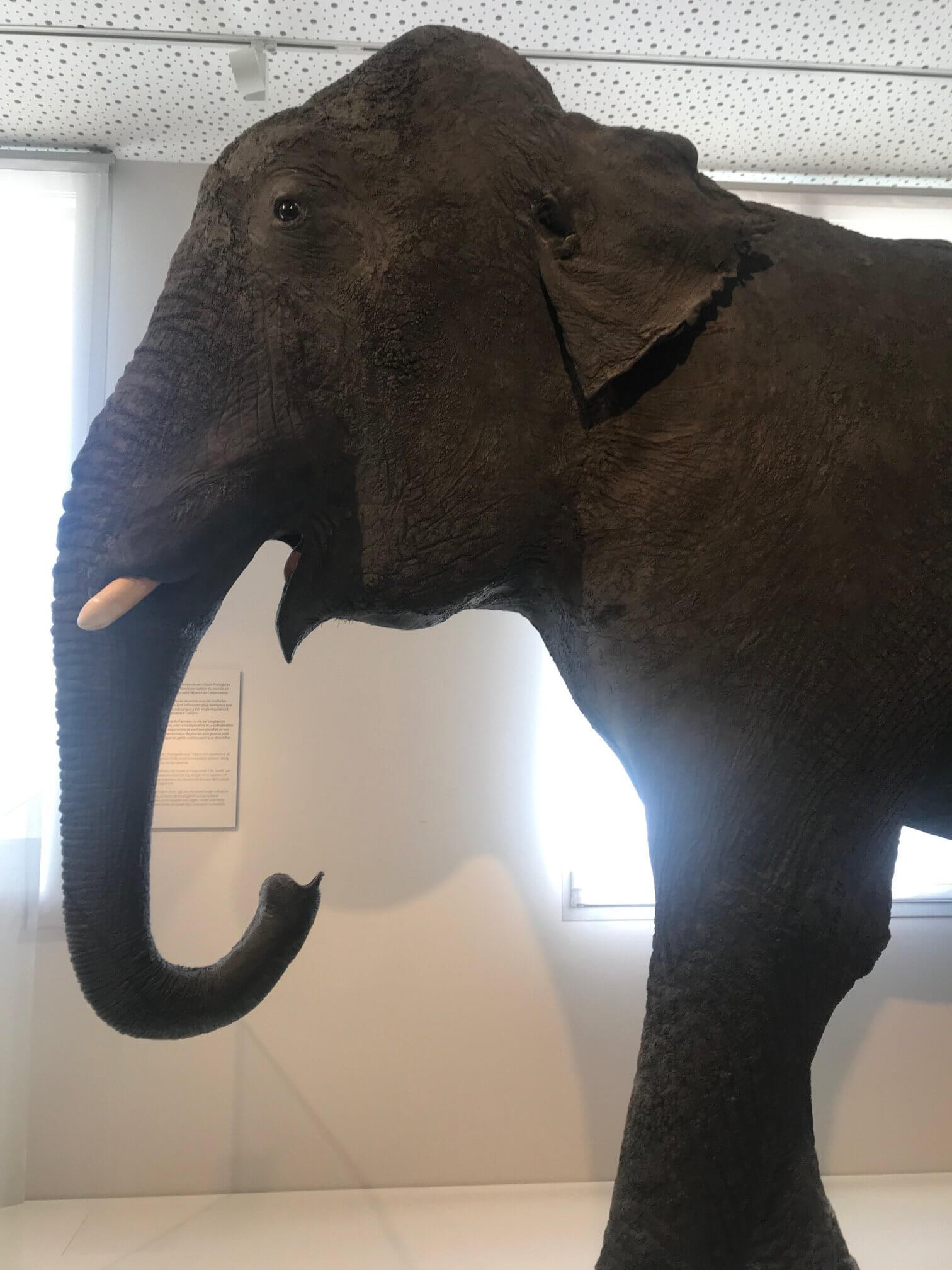 elephant Fanny Museum