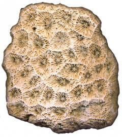 fossile de favite reserve de saucats