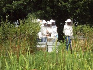 activités ruches sortie enfants au parc bois du bouscat